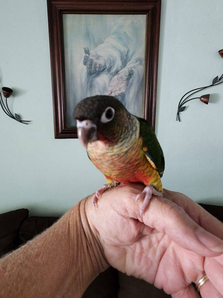 Yellowsided Green Cheek Conure sitting on my hand.