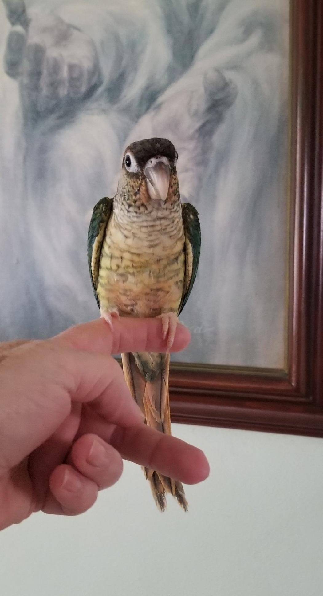 Yellowsided Turquoise Green Cheek Conure sitting on my finger.