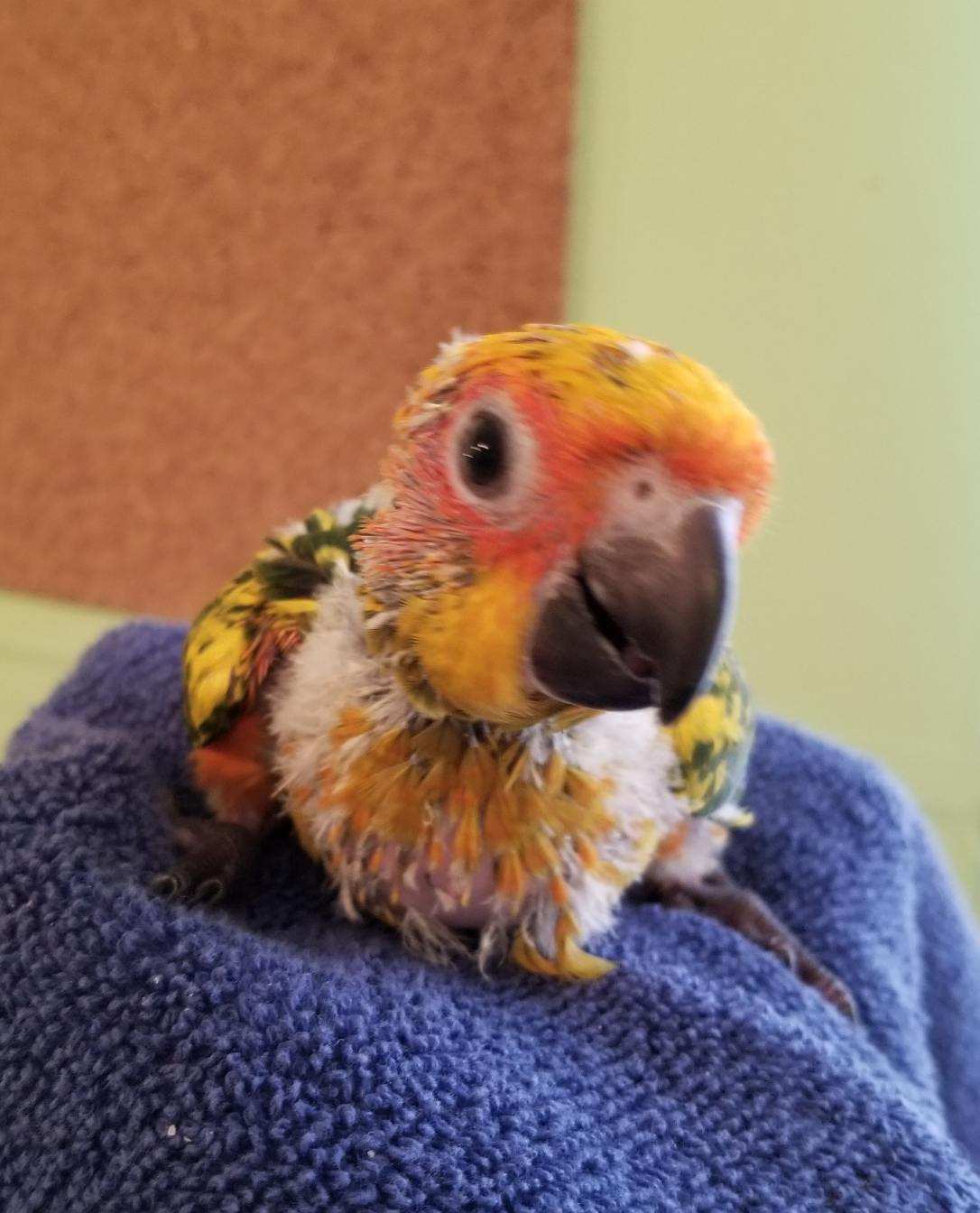 Red Sun Conure Baby sitting on towel.