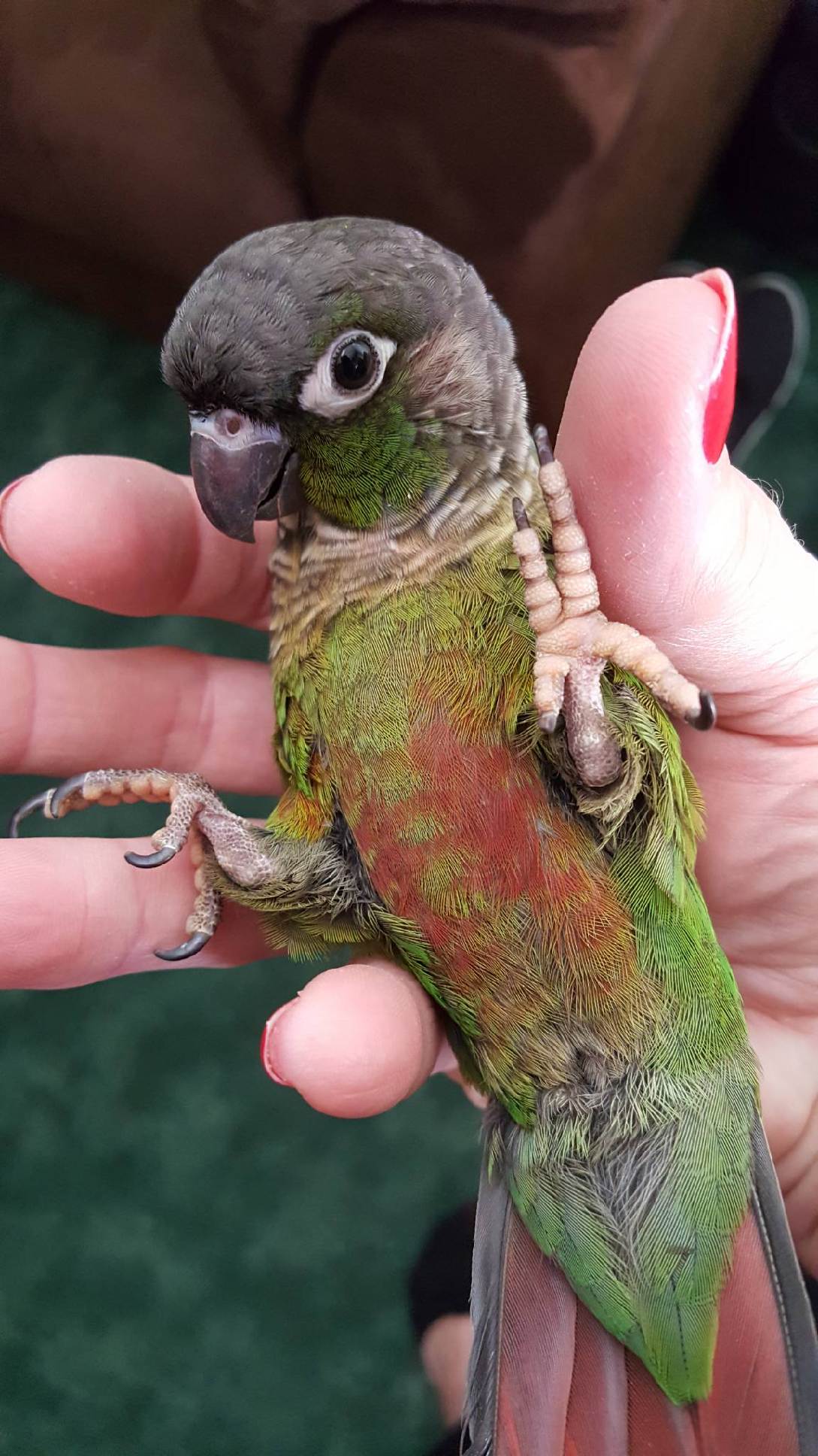 Forest Green feather, charcoal head and feet, maroone tail, with a splash of maroone on belly.