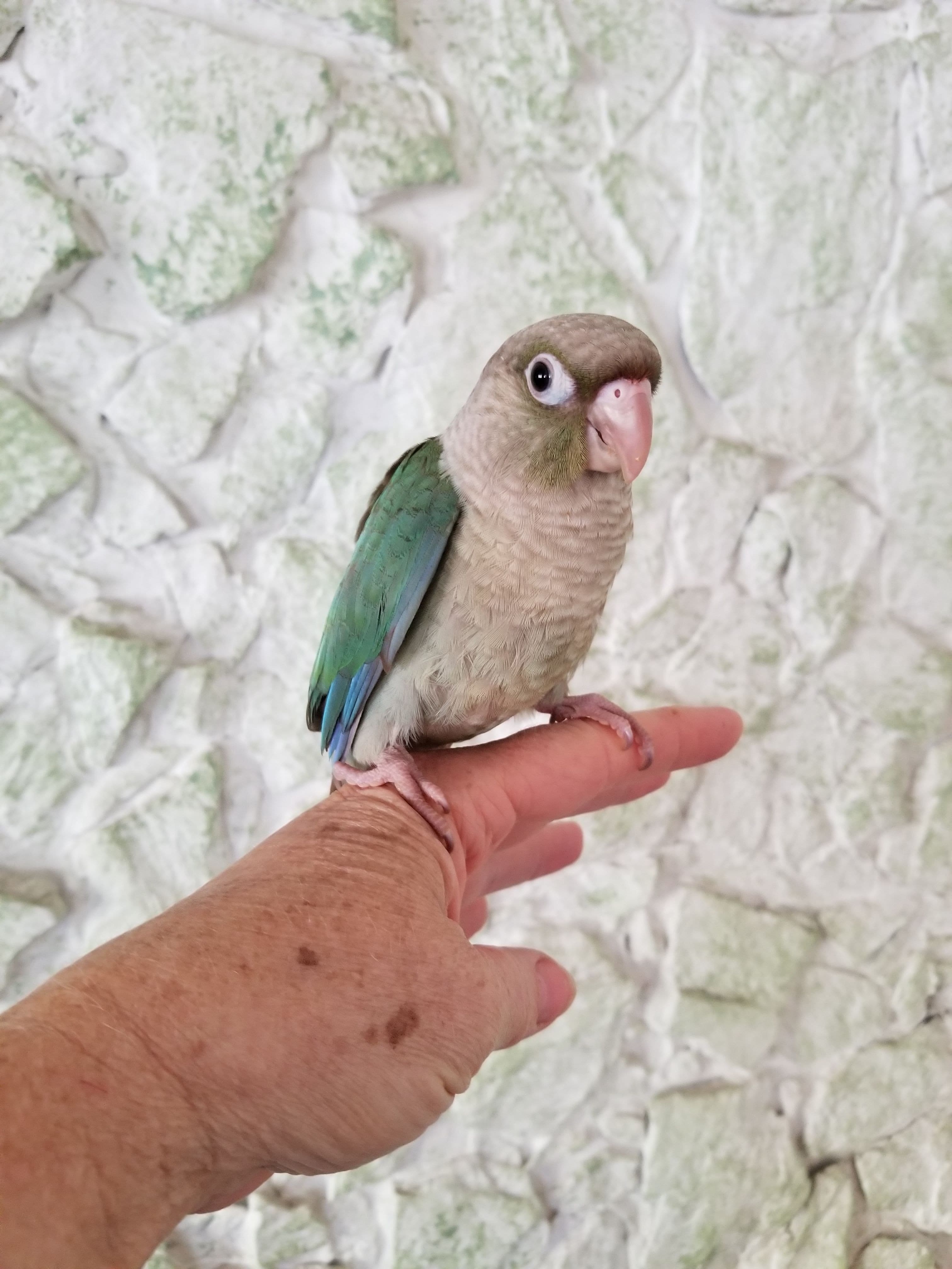 Cinnamon Turquoise Green Cheek Conure baby sitting on my finger.