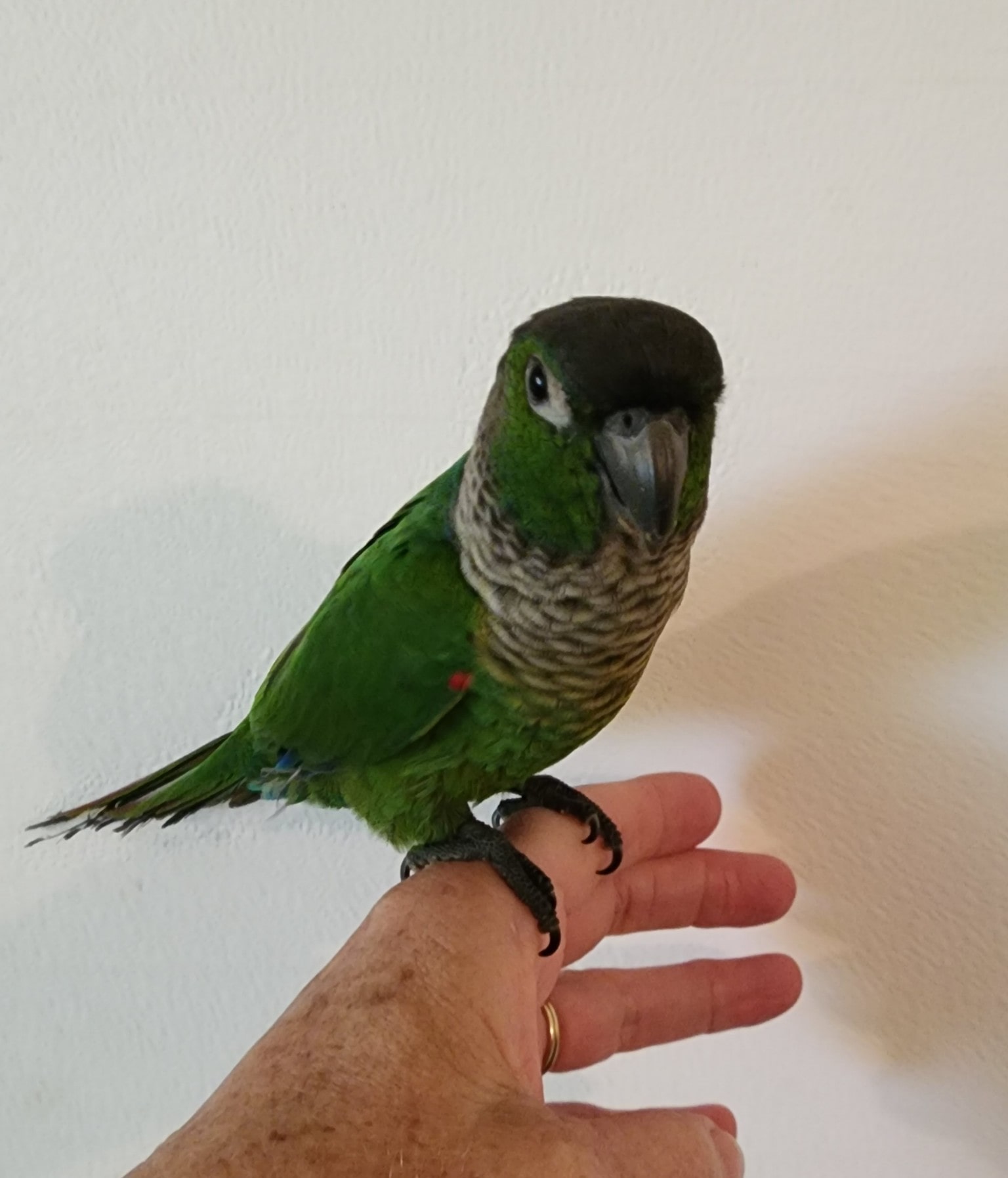 Black-cap Conure posing for the picture on my finger.