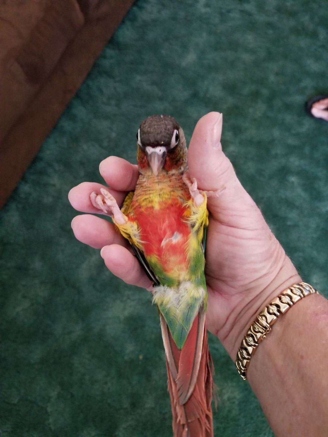 Forest Green feathers, charcoal head, maroone tail, with red yellow coloring on belly.