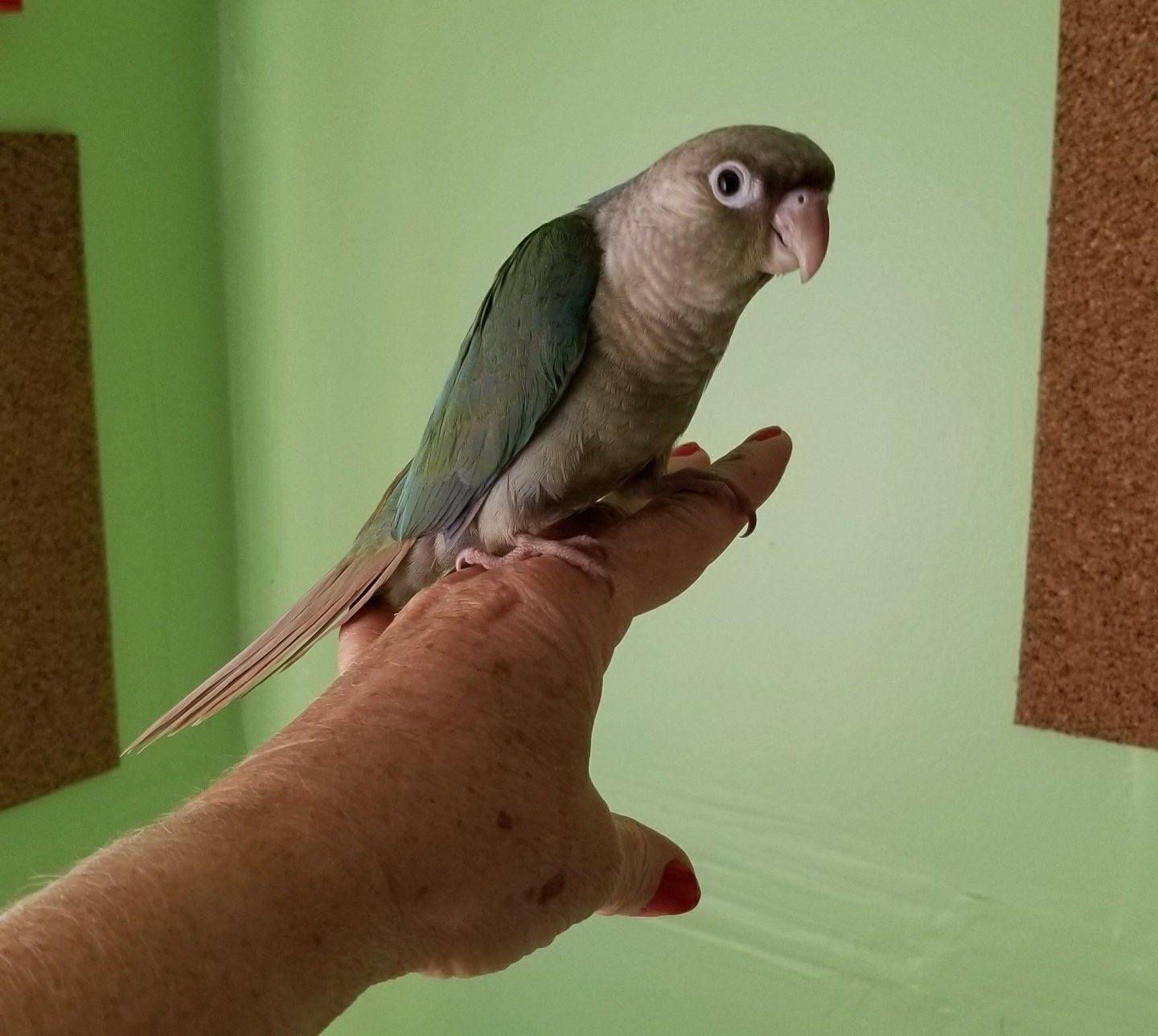 Cinnamon Turquoise Green Cheek Conure baby sitting on my hand.