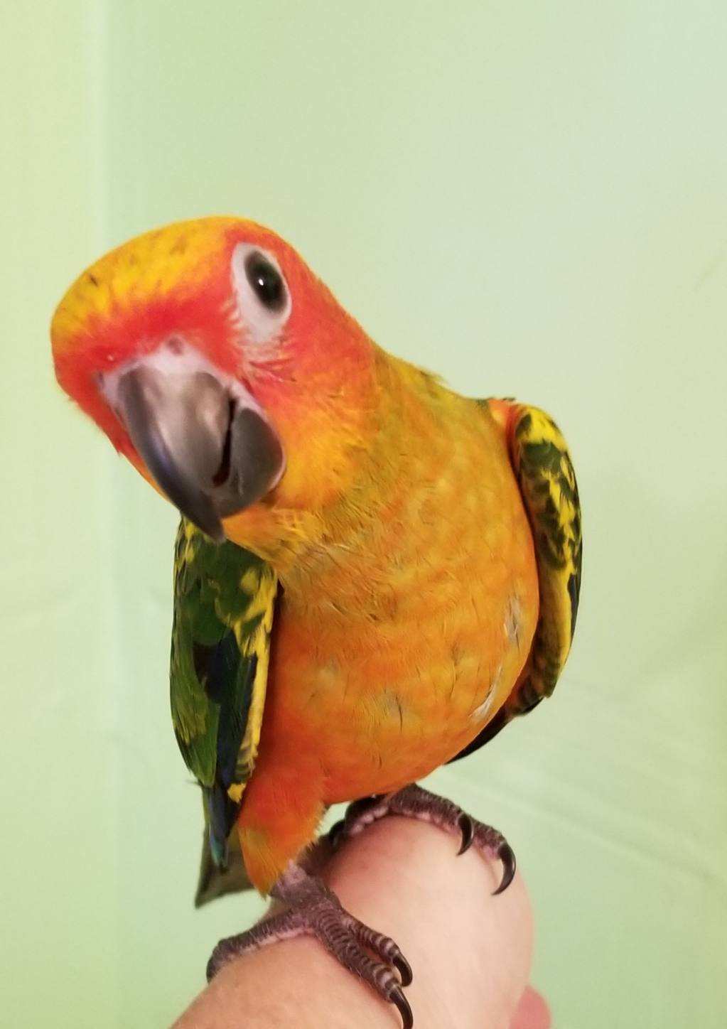 Red Sun Conure Baby posing for the picture.