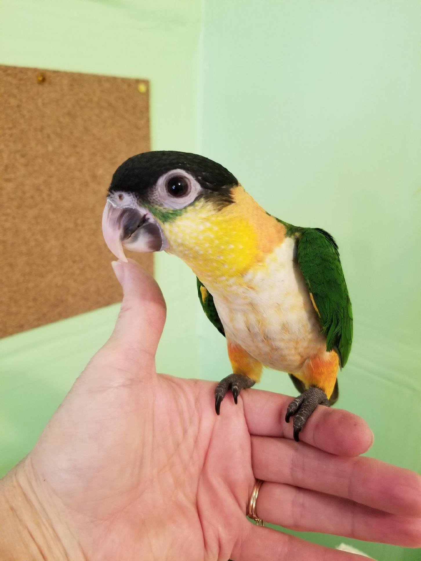 Dark forest green feathering on back with orange leggings, yellow bib, white chest, light or dark beak, black head and a splash of emerald green under the eyes.