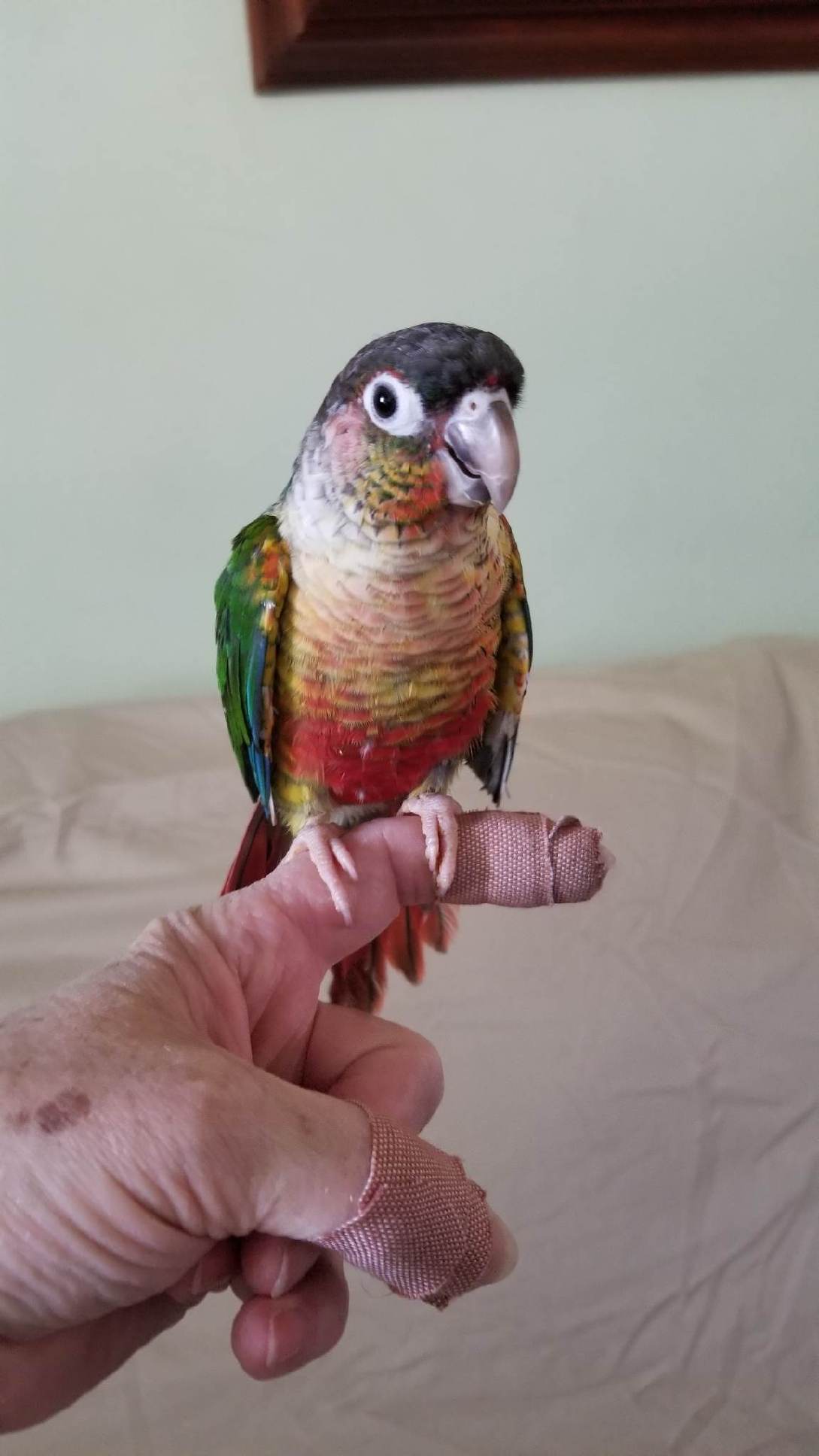 Forest Green feathers, charcoal head, maroone tail, with red yellow coloring on belly.