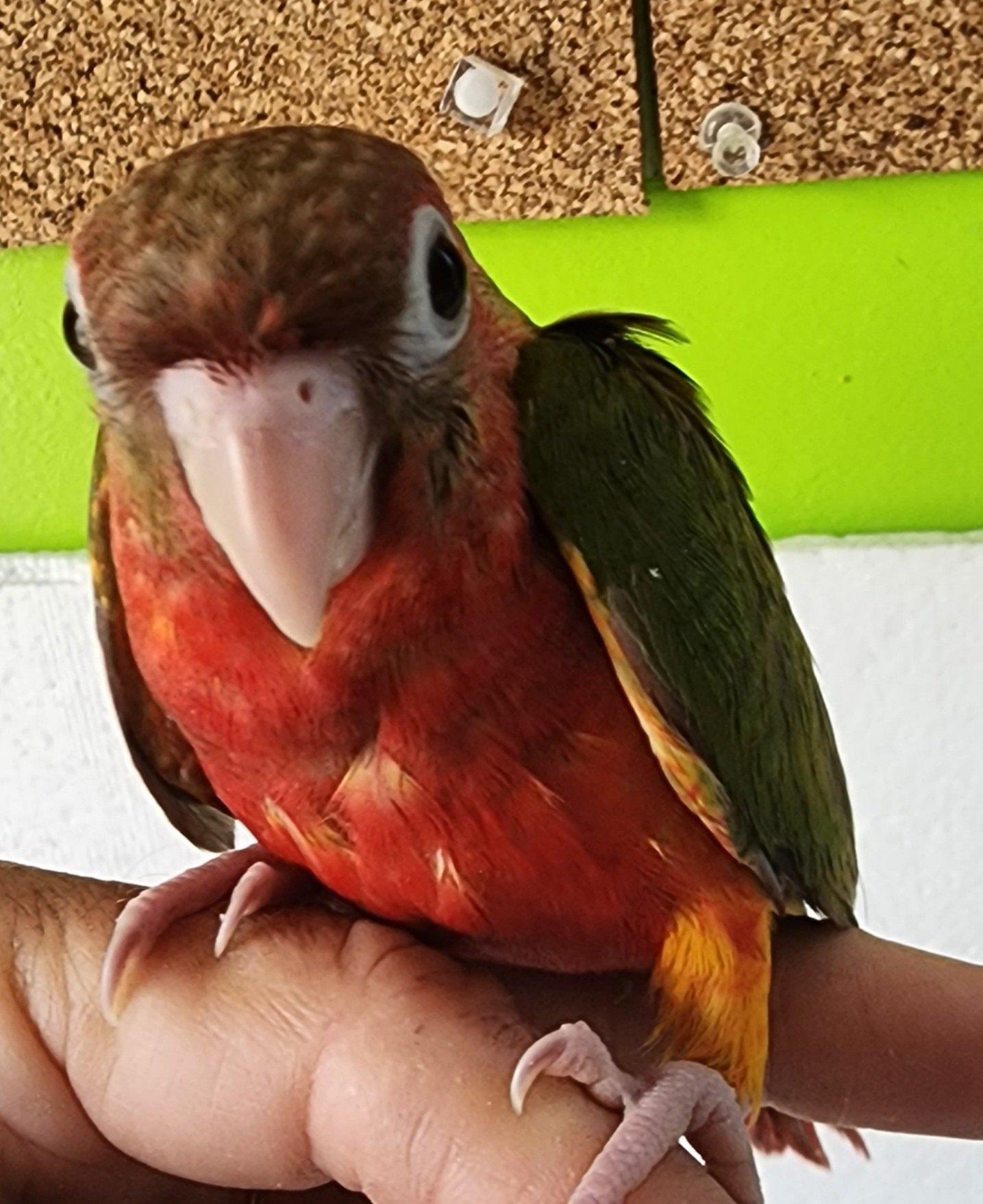 Forest Green feathers, charcoal head, maroone tail, with deep cherry red coloring on belly.