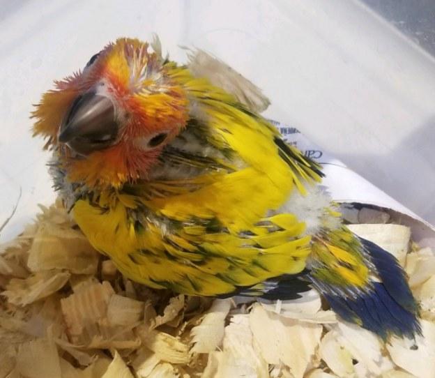 Yellow Sun Conure Baby in brooder bin.