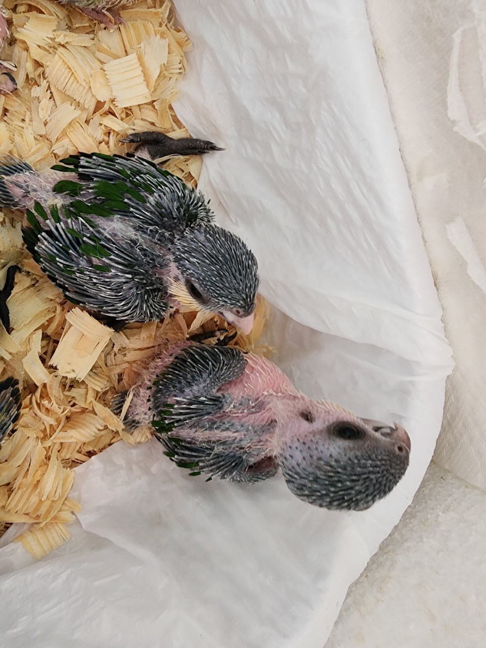 Dark forest green feathering on back with orange leggings, yellow bib, white chest, light or dark beak, black head and a splash of emerald green under the eyes.