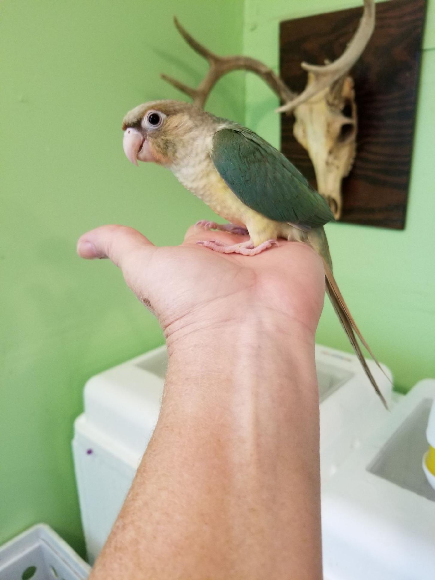 Light green turquoise feathering with a light blondish/gray tail, beautiful soft light yellow chest with tints of red/pink, light head and light feet.