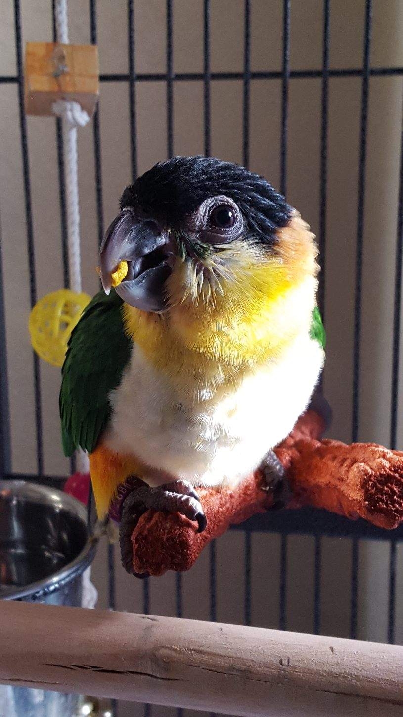 Dark forest green feathering on back with orange leggings, yellow bib, white chest, light or dark beak, black head and a splash of emerald green under the eyes.