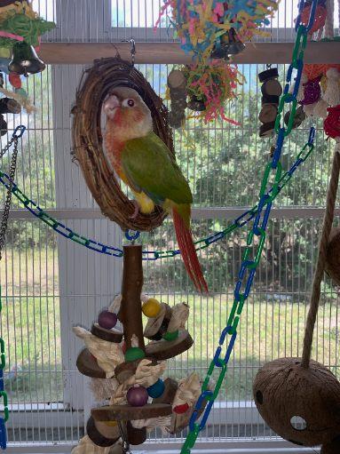 Pineapple Green Cheek Conure in his new home on his weath perch.