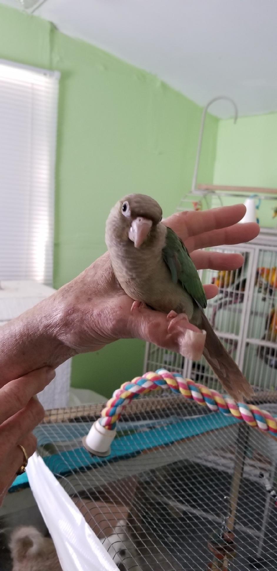 Cinnamon Turquoise Green Cheek Conure sitting on my thumb.