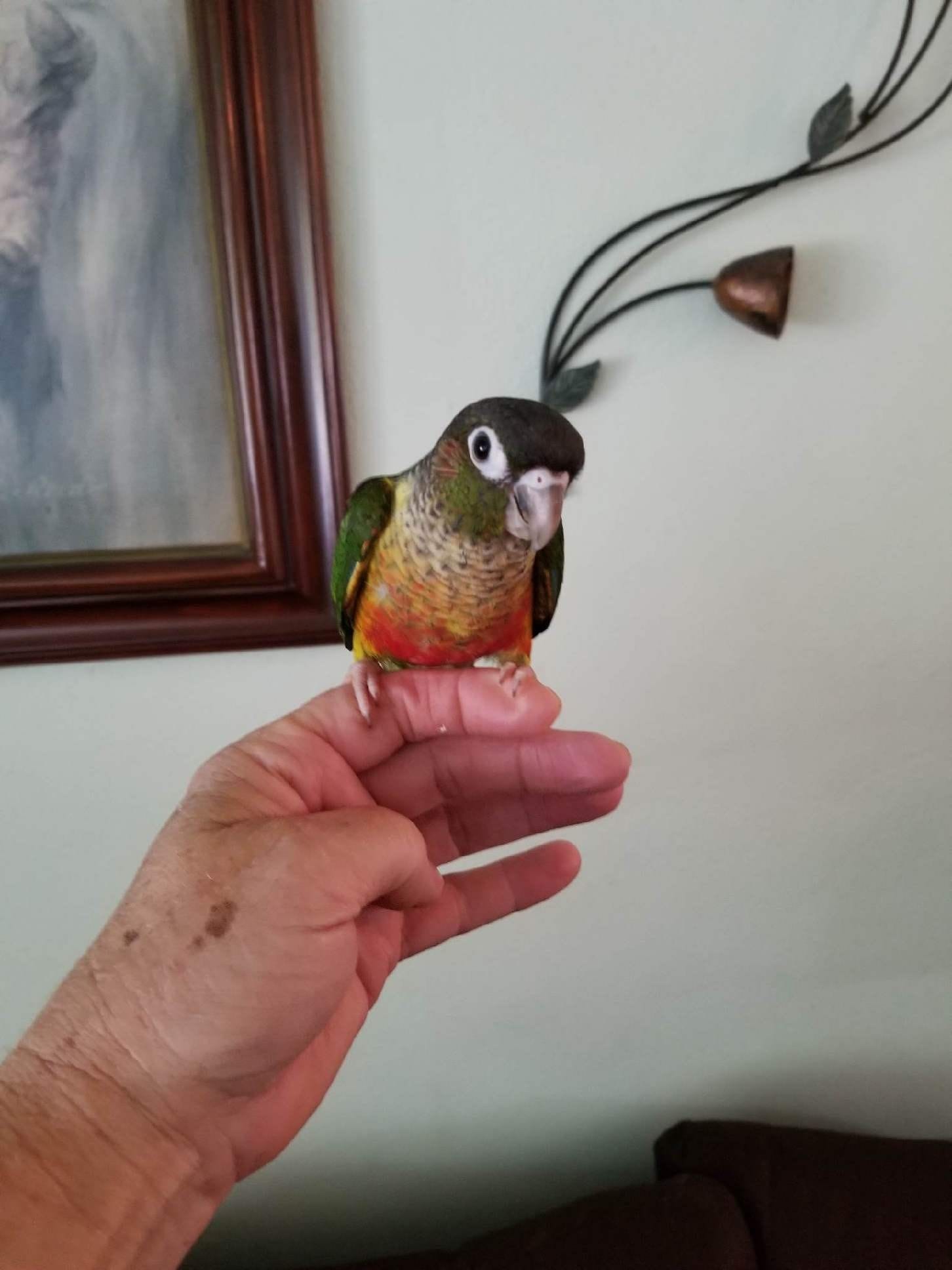 Yellowsided Green Cheek Conure sitting on my hand.