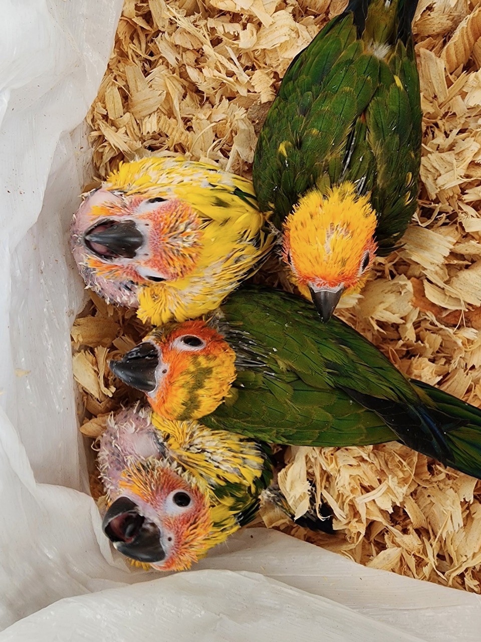 Sun Conure Babies in brooder bin.