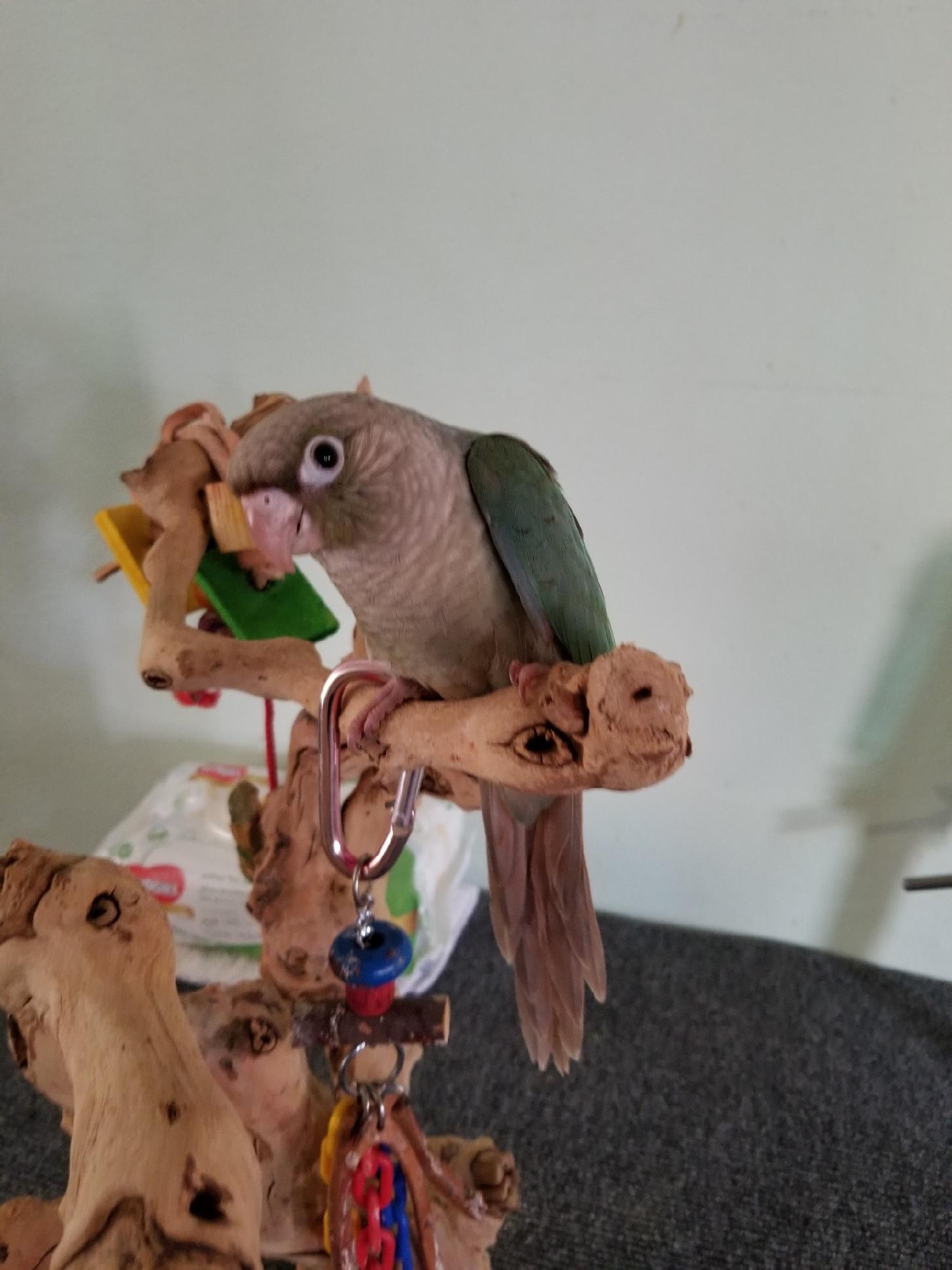 Cinnamon Turquoise Green Cheek Conure sitting on the playstand.