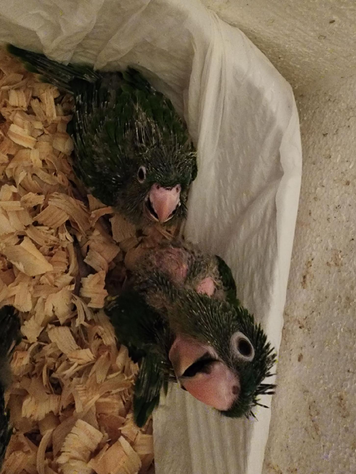 Blue Crown Conure Babies in brooder bin excited to eat.