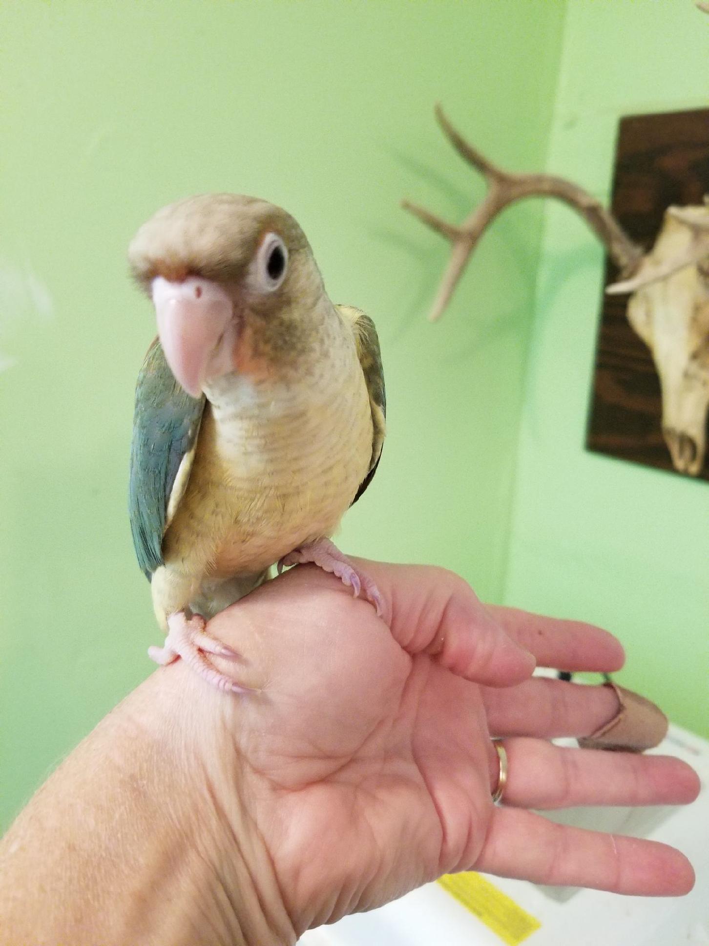 Light green turquoise feathering with a light blondish/gray tail, beautiful soft light yellow chest with tints of red/pink, light head and light feet.