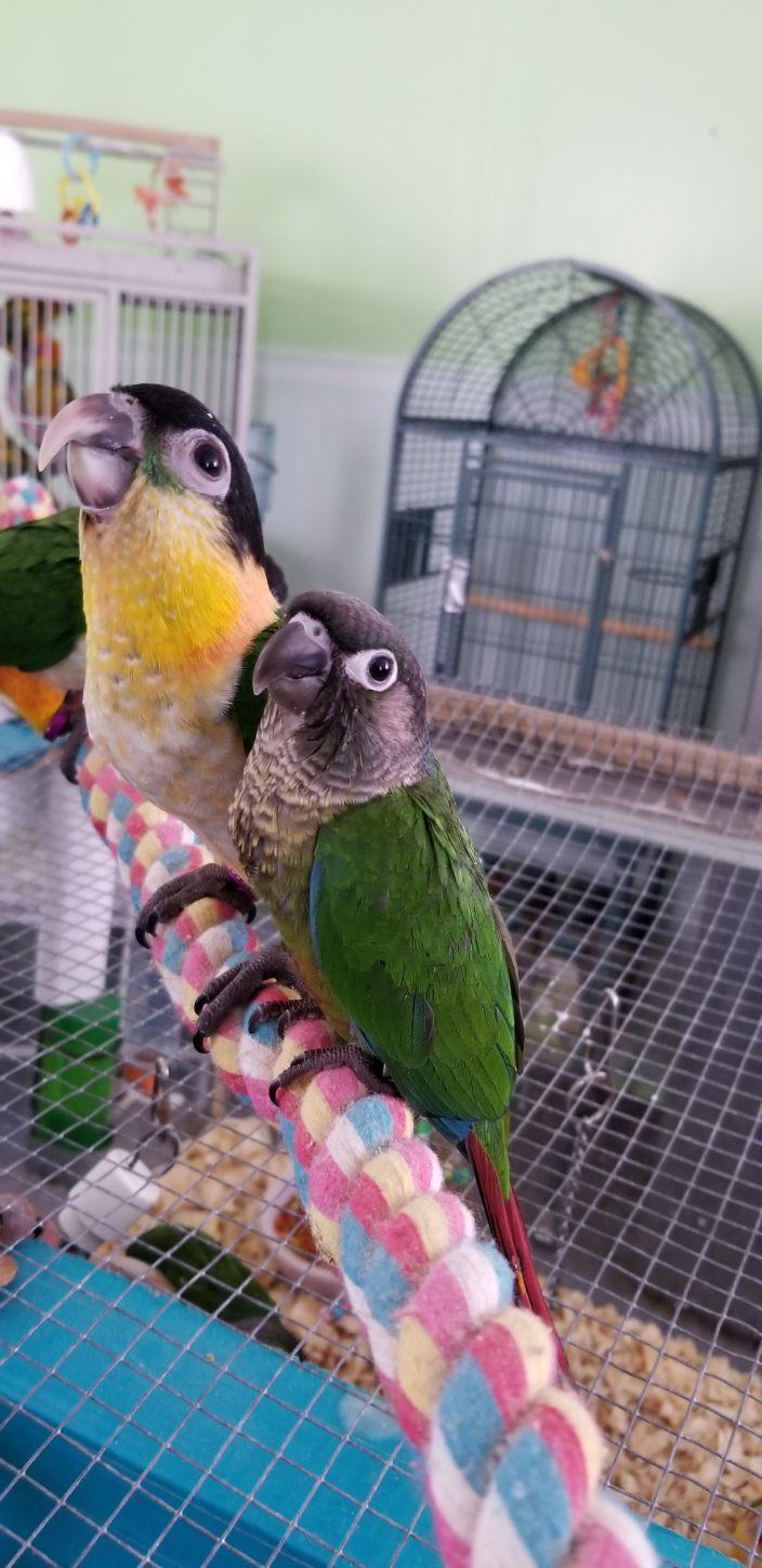 Black-headed Caique and Normal Green Cheek Conure sitting on rope perch.