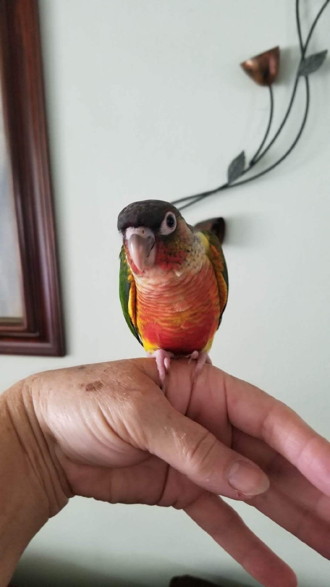 Forest Green feathers, charcoal head, maroone tail, with red yellow coloring on belly.