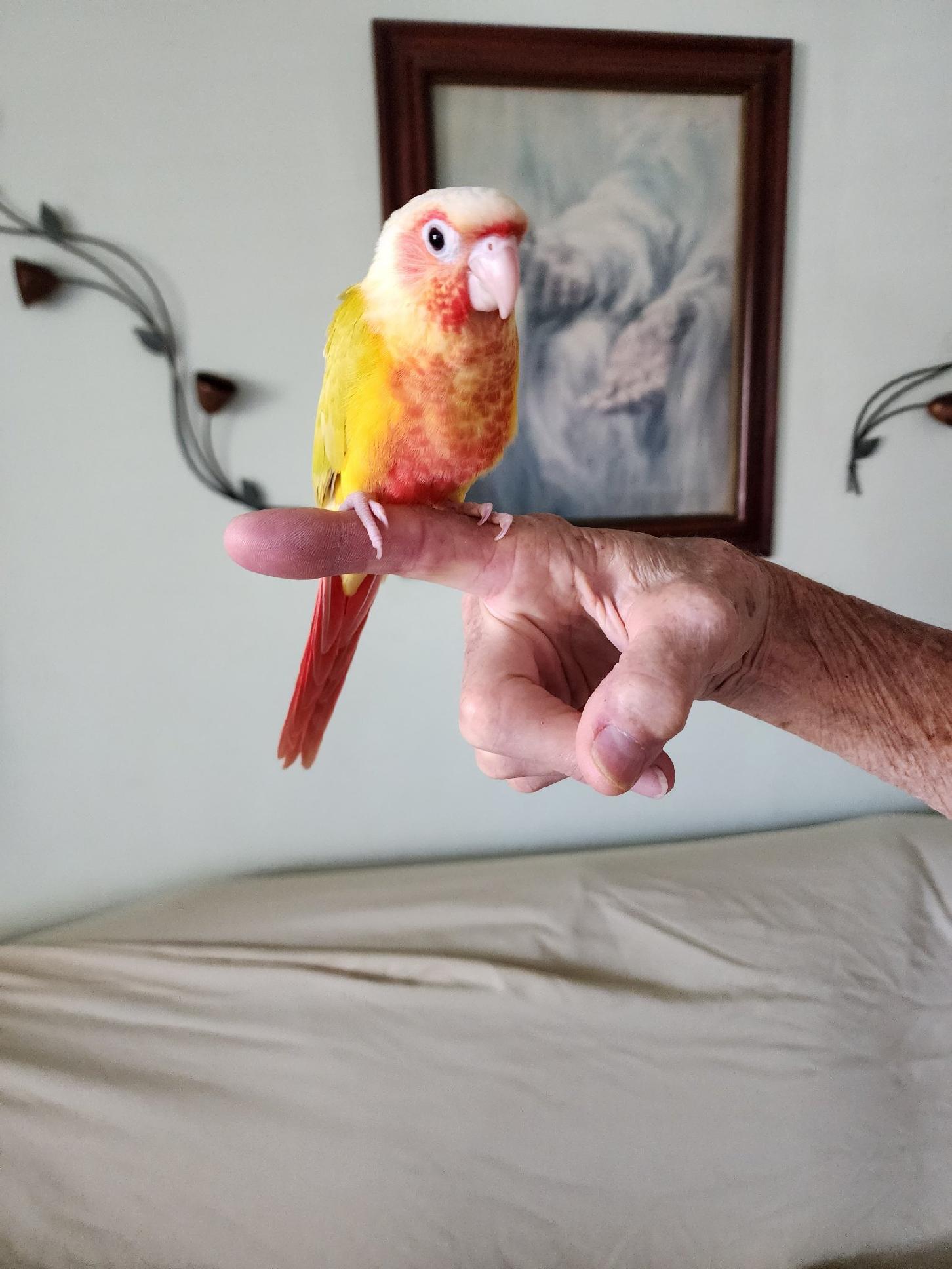 Suncheek Green Cheek Conure baby sitting on my finger.