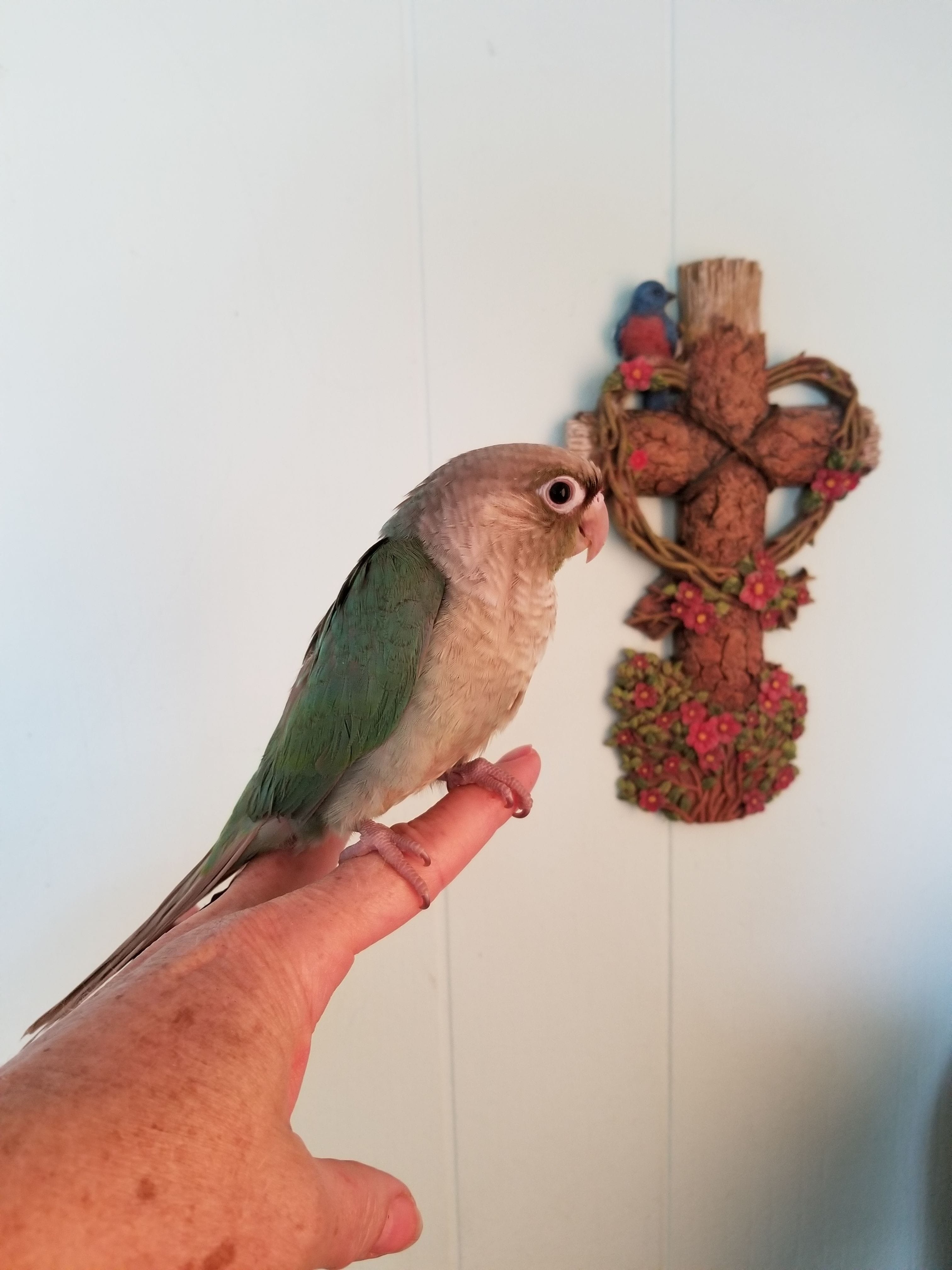 Cinnamon Turquoise Green Cheek Conure sitting on my hand.