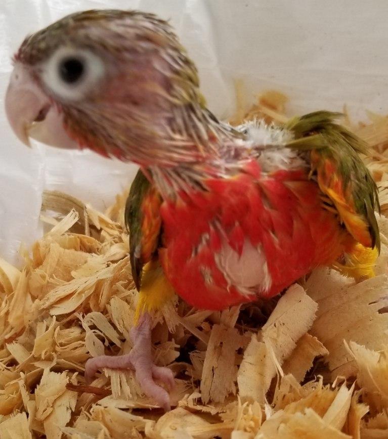 Yellowsided Red Factor Green Cheek Conure Baby.