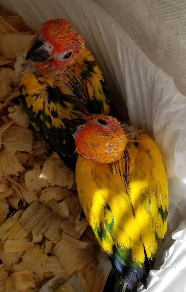 Sun Conure Babies in brooder bin.