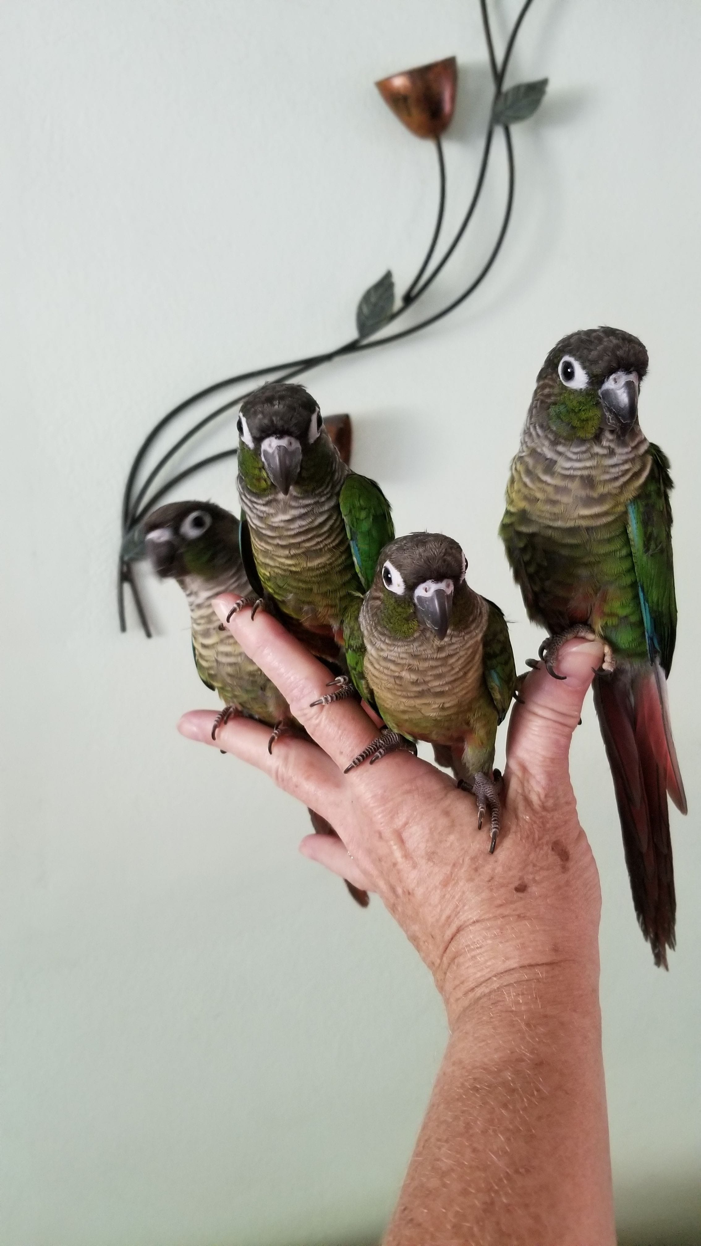 Forest Green feather, charcoal head and feet, maroone tail, with a splash of maroone on belly.