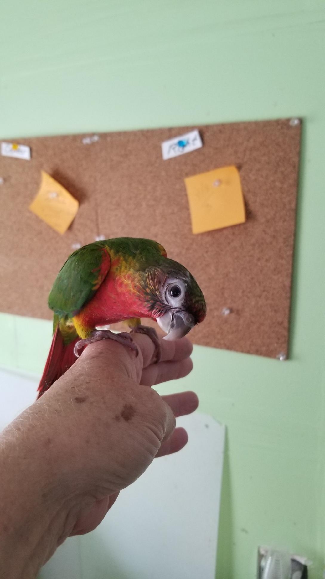 Yellowsided Red Factor sitting on my finger.