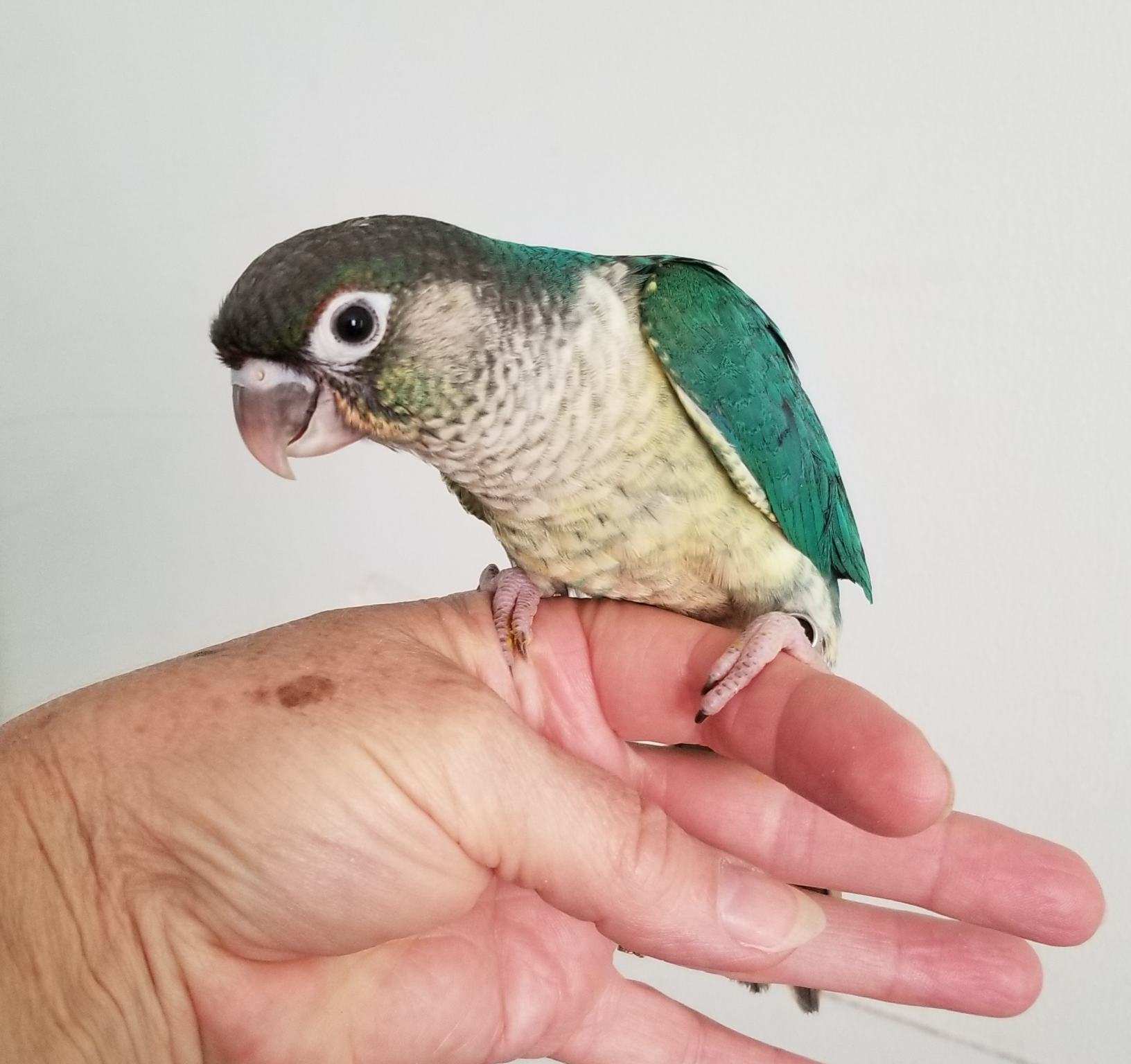 Yellowsided Turquoise Green Cheek Conure sitting on my hand.