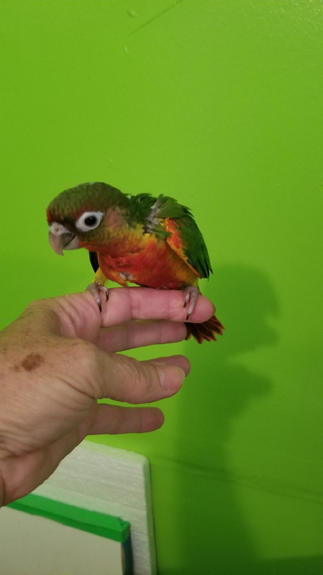 Yellowsided Green Cheek Conure sitting on my finger.