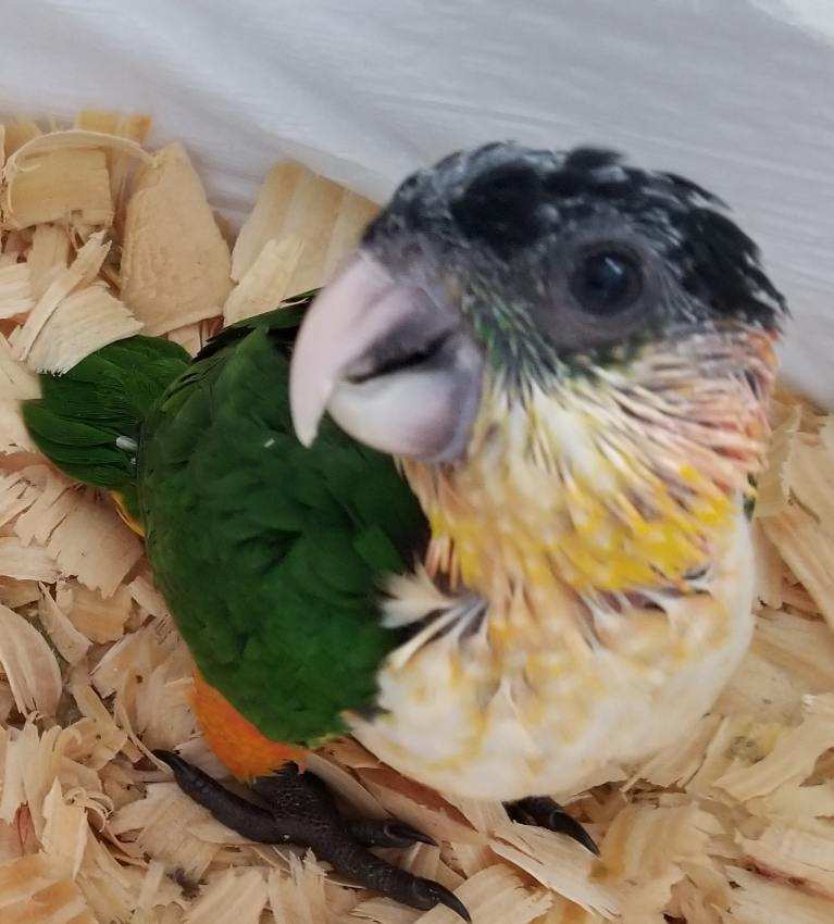 Dark forest green feathering on back with orange leggings, yellow bib, white chest, light or dark beak, black head and a splash of emerald green under the eyes.