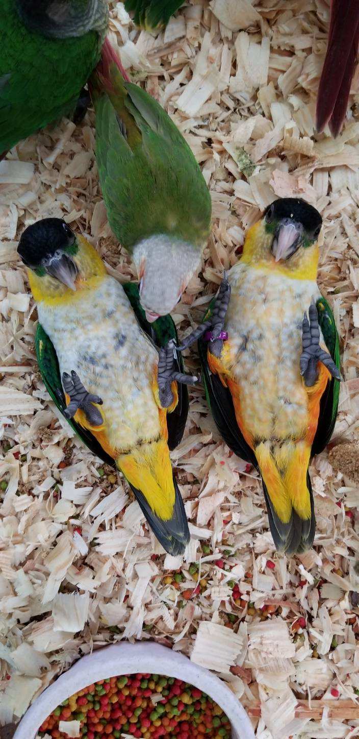 Black-headed Caique babies laying on their back.