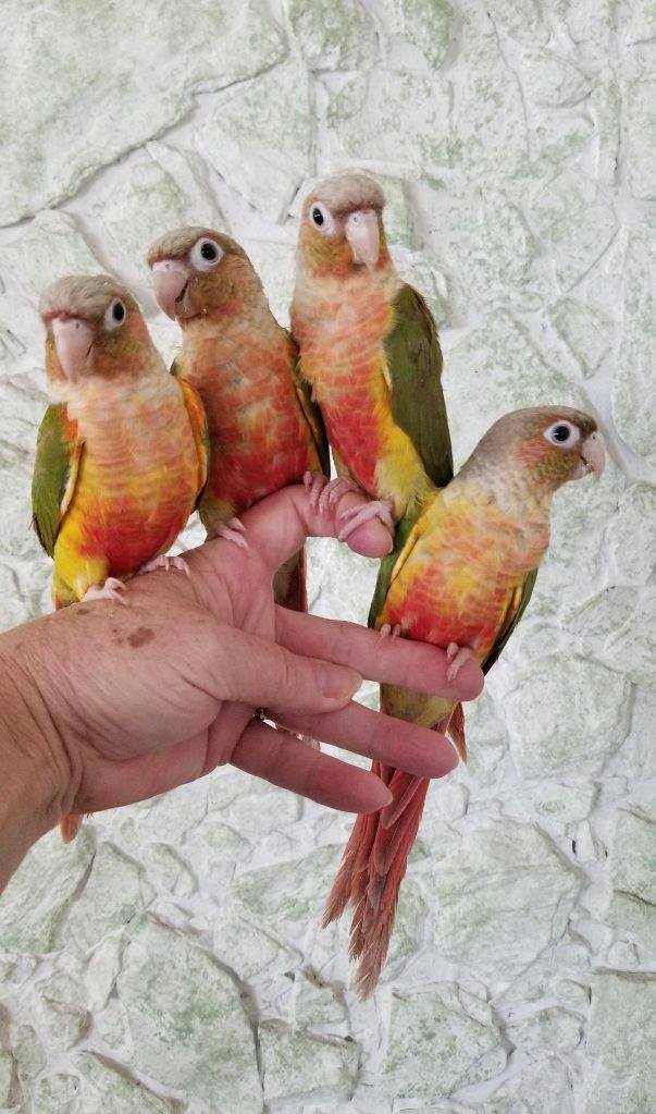 Olive green feathers with silvery beige head, light feet, and reds and yellows on the chest.