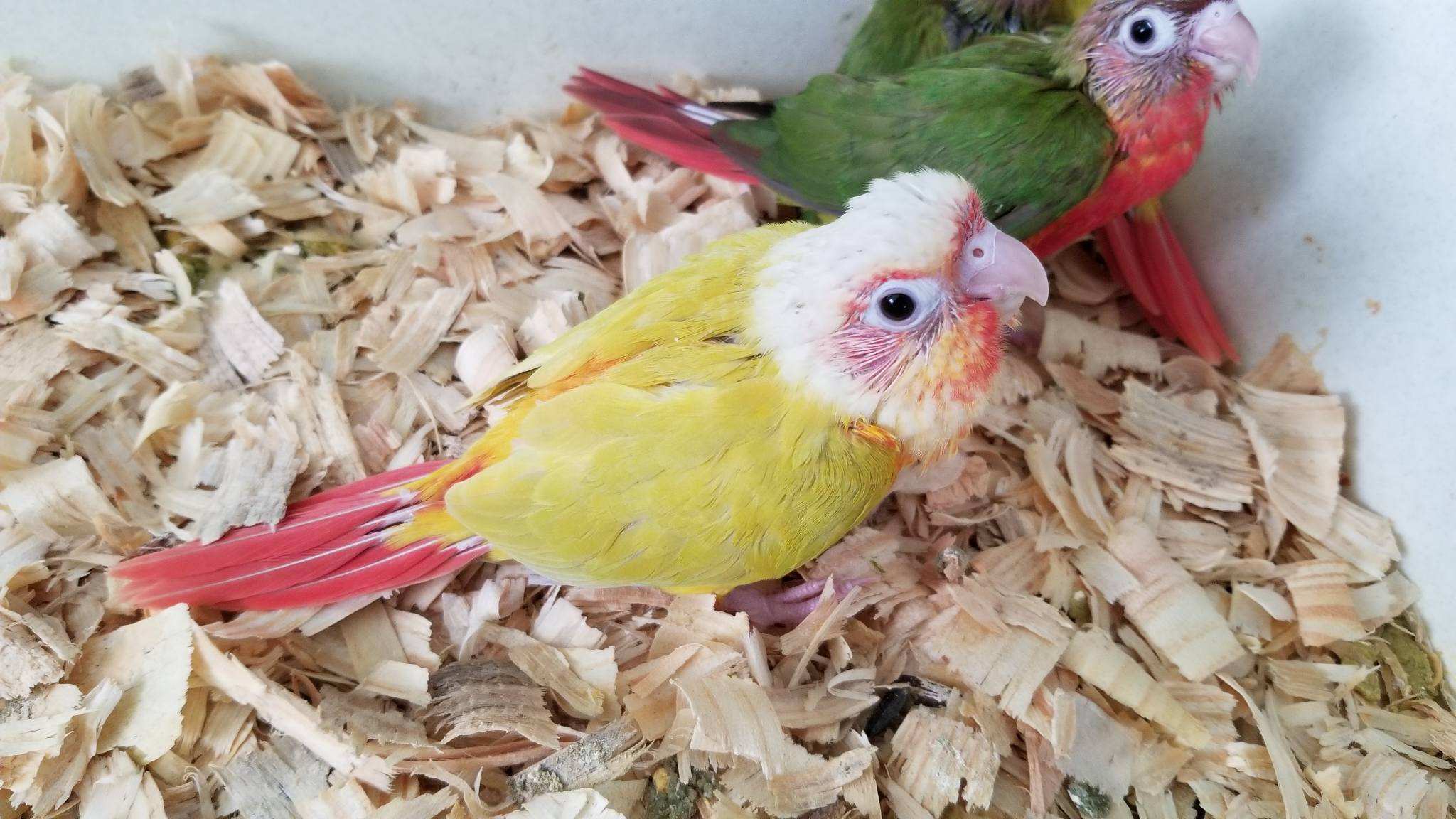 Beautiful bright yellow feathering with orange tail, red chest and cheeks, bright whitish head, and light feet