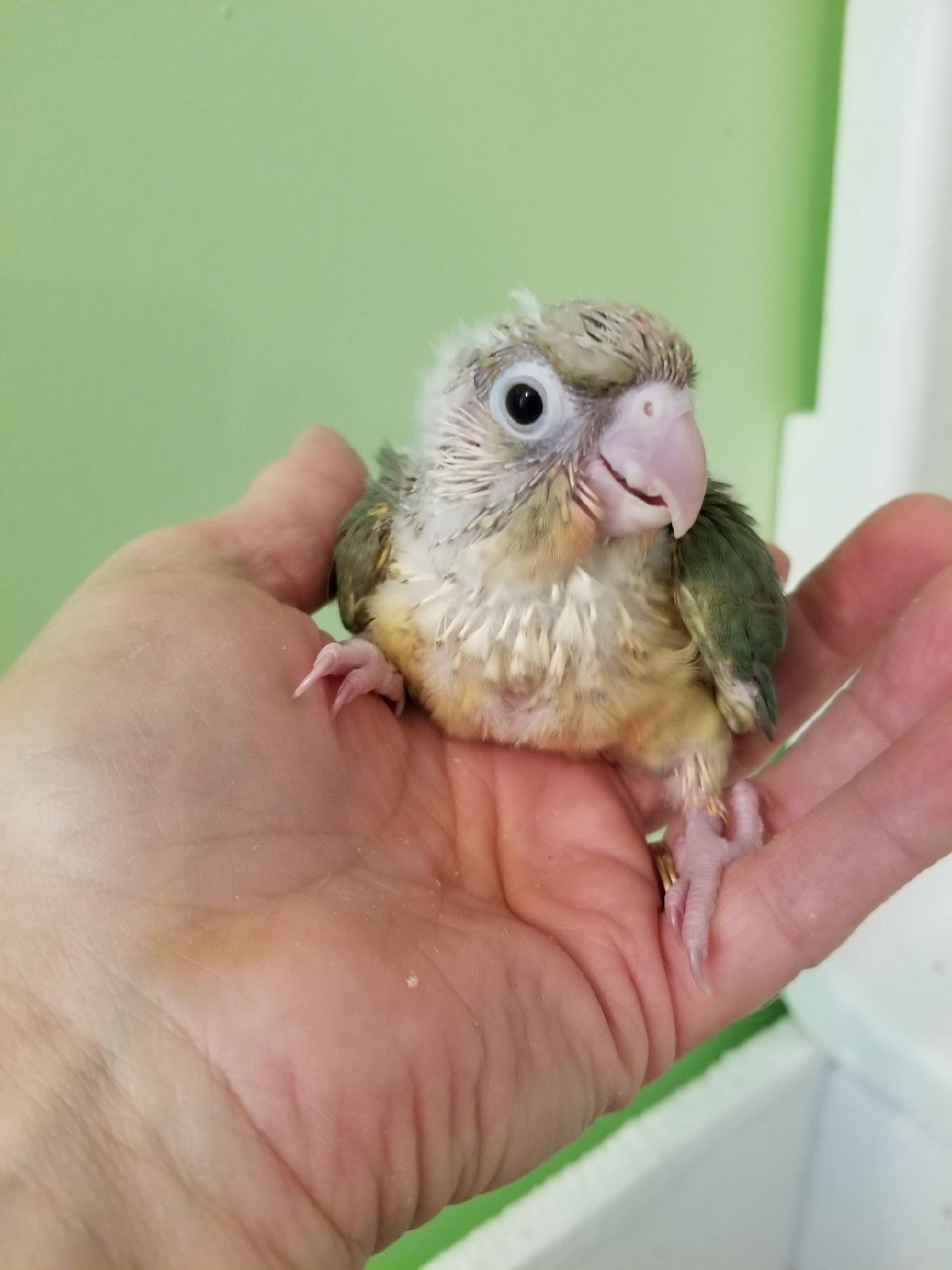 Pineapple Turquoise Green Cheek Conure baby sitting in my hand.