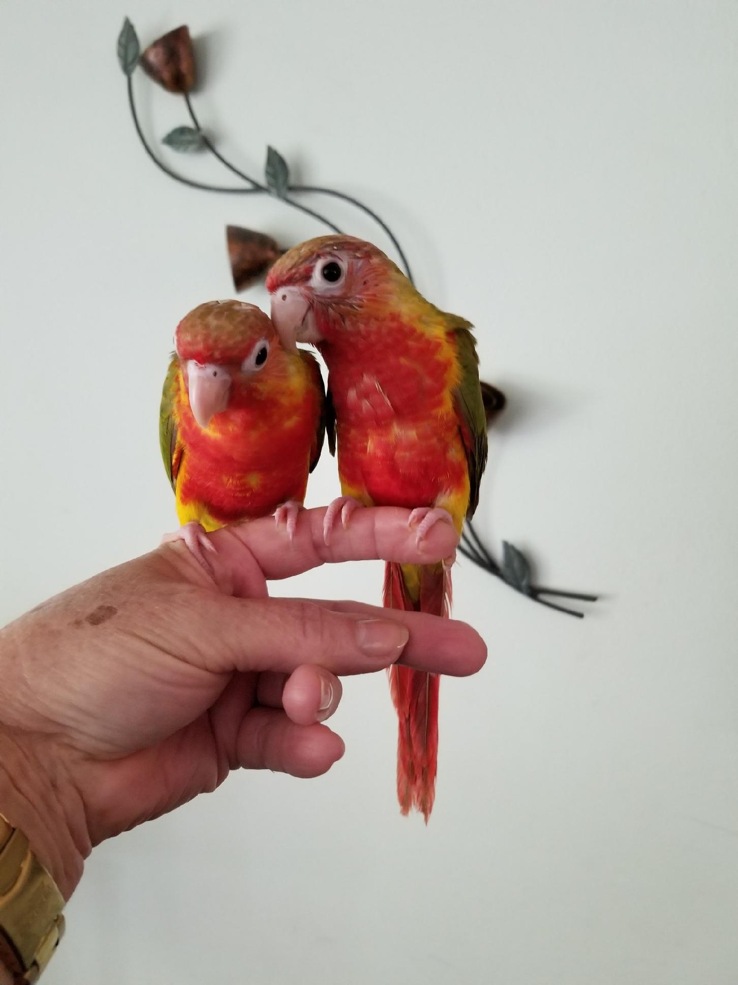 2 Pineapple Red Factor Green Cheek Conures sitting on my finger.