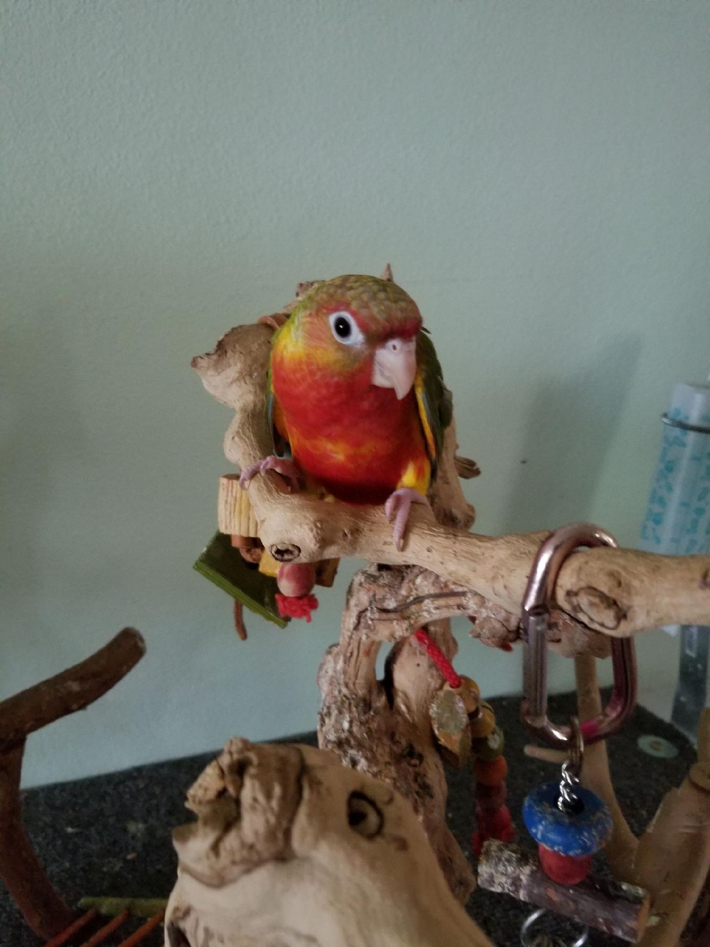 Pineapple Red Factor Green Cheek Conure sitting on the playstand.