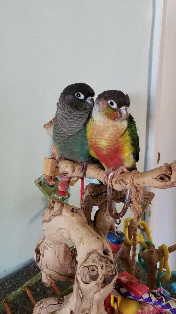 Normal and Yellowsided Green Cheek Conures sitting on playstand.