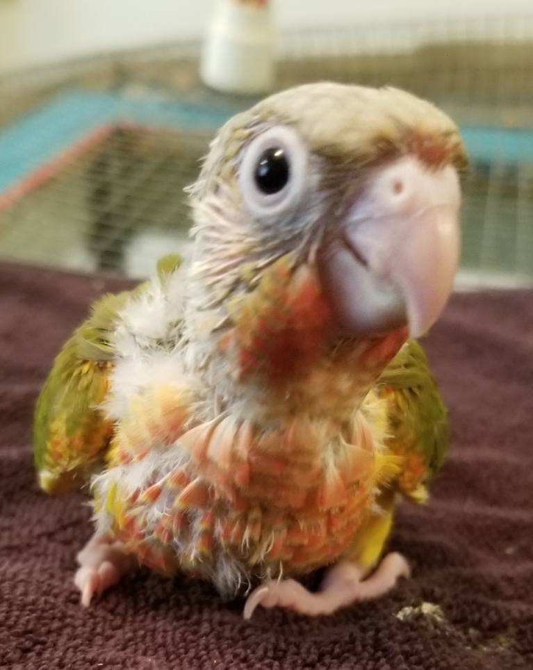 Olive green feathers with silvery beige head, light feet, and reds and yellows on the chest.