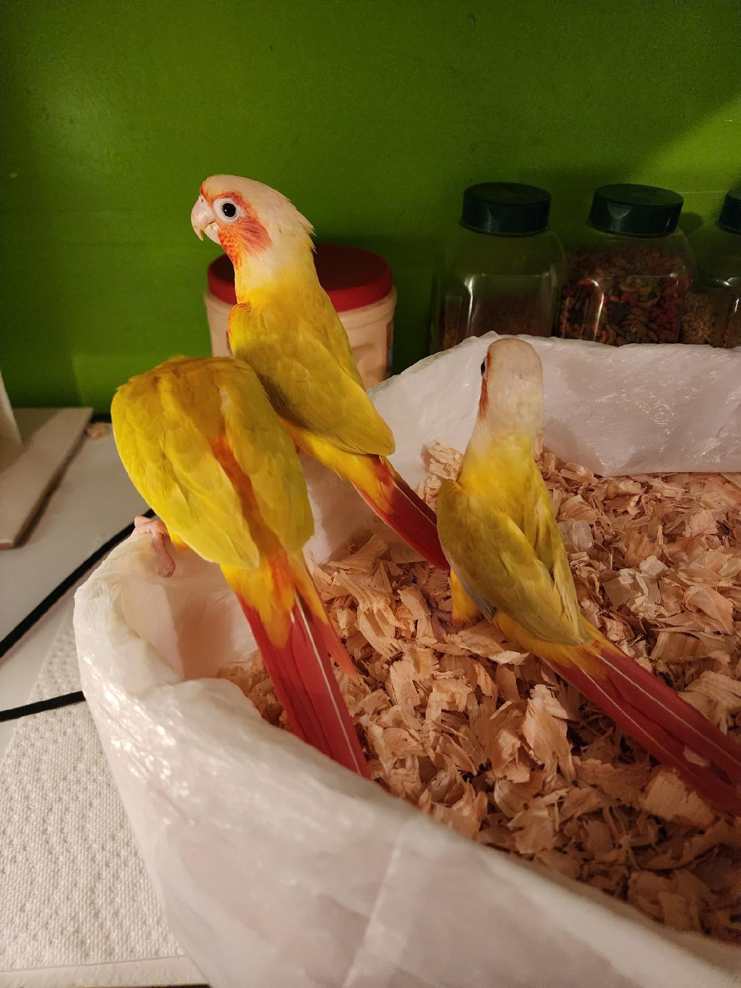 Suncheek babies sitting on side of brooder bin.