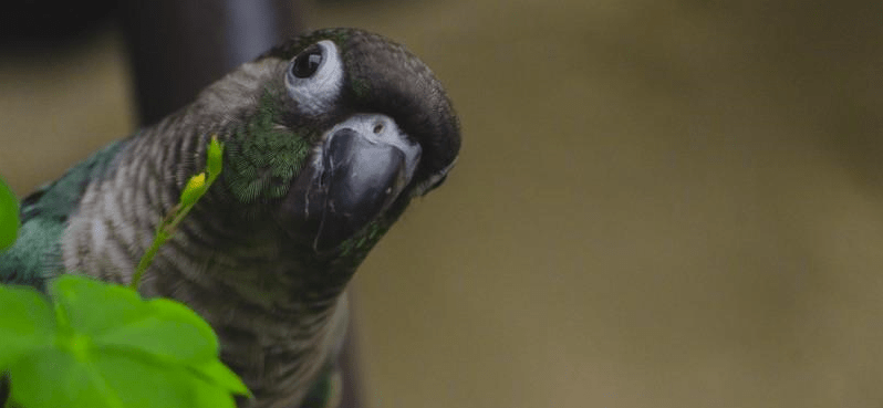 Turquoise green feathering with a grayish tail, charcoal head and feet.