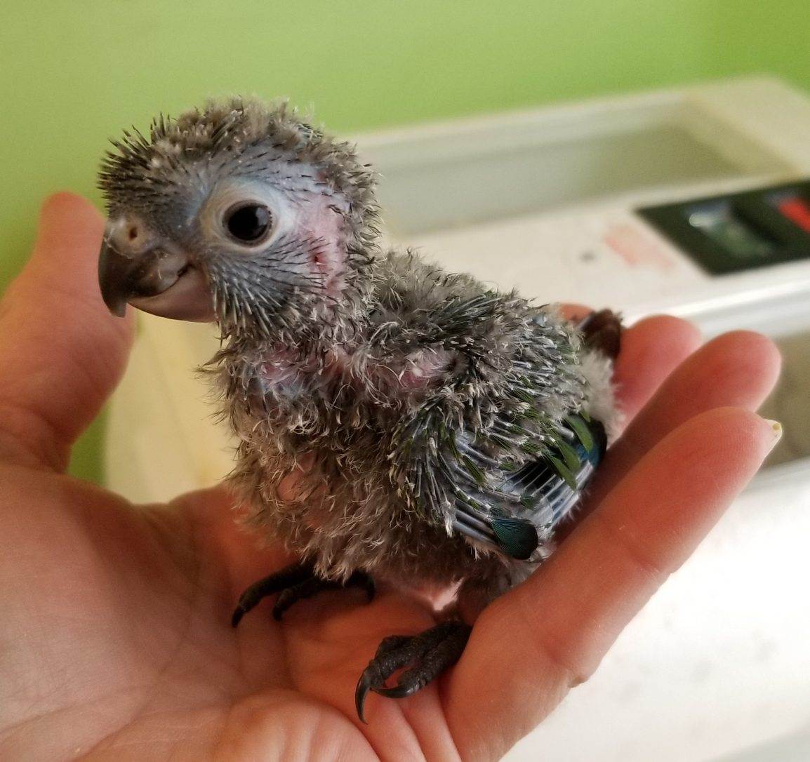 Baby Normal Green Cheek Conure sitting in my hand.