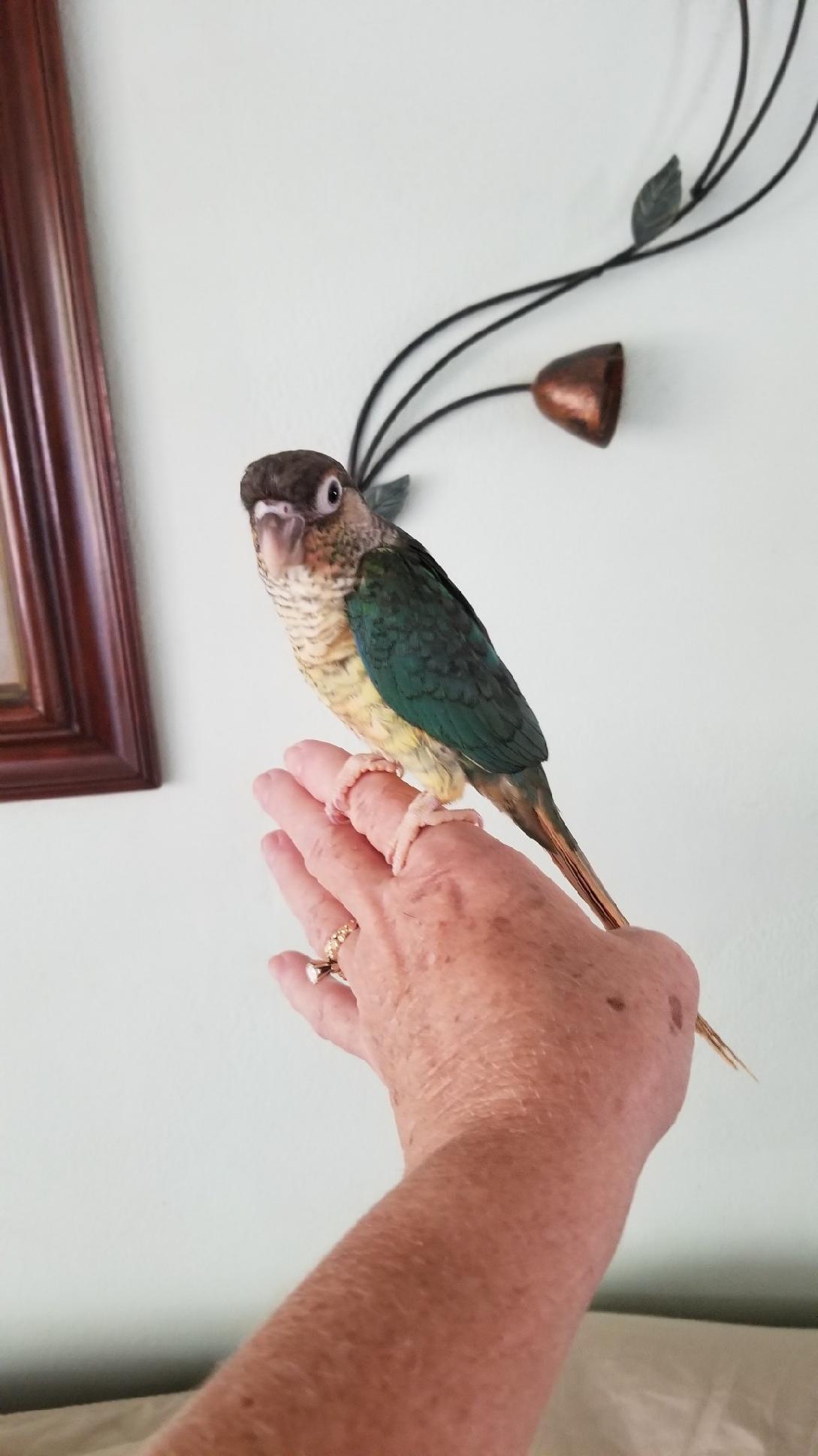 Yellowsided Turquoise Green Cheek Conure sitting on my hand.