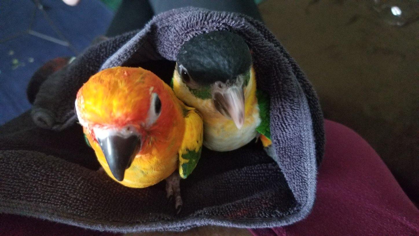 Black-headed Caique and Sun Conure cuddling in a towel.