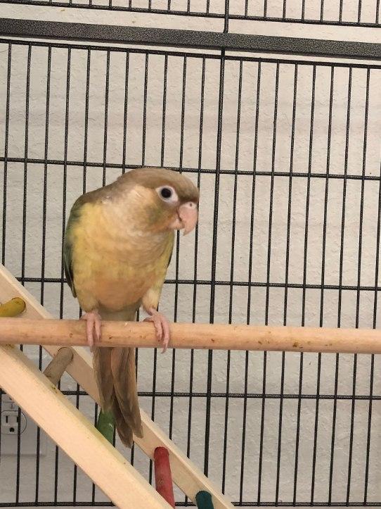 Pineapple Turquoise Green Cheek Conure in its new home.