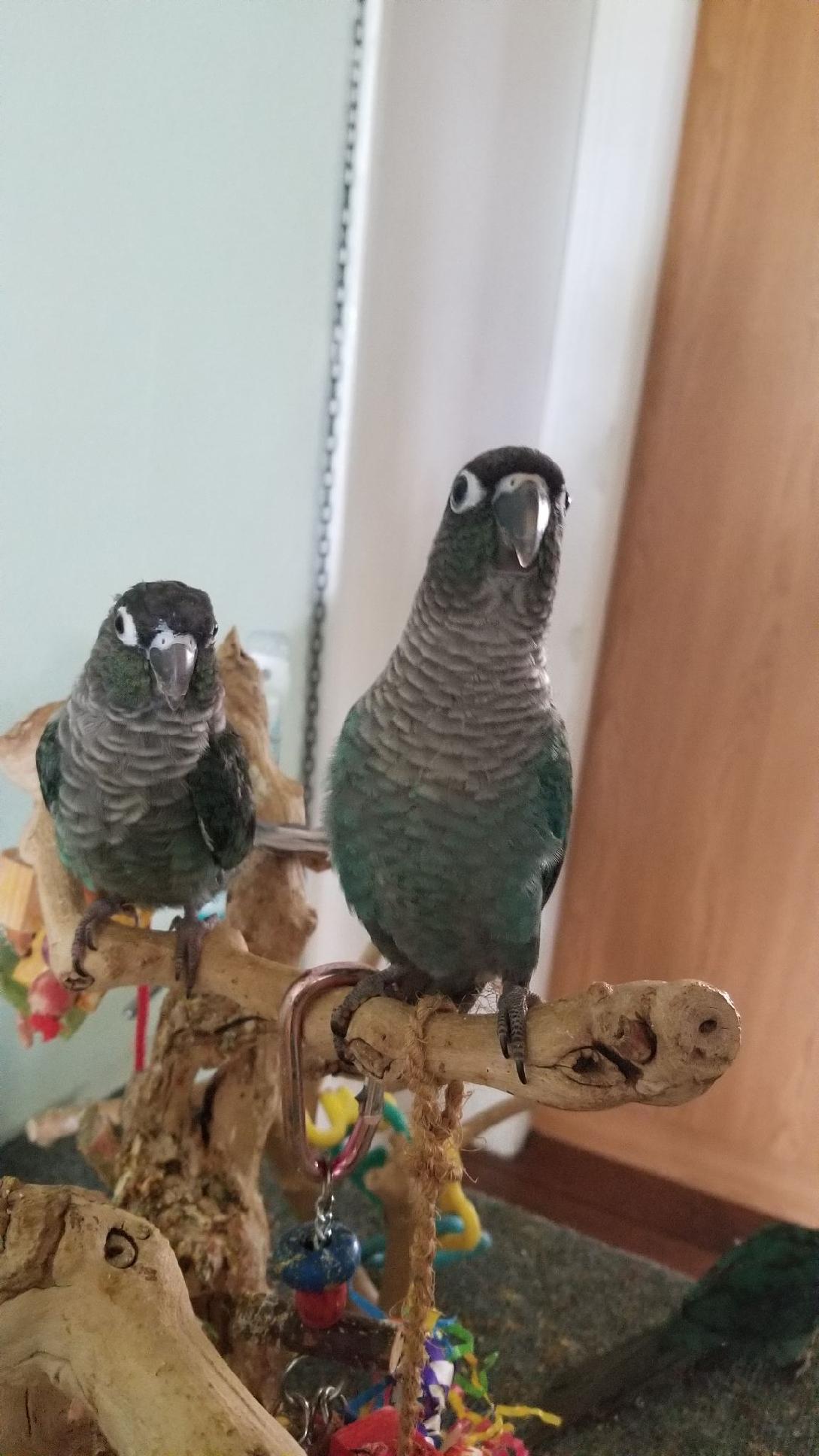 2 Turquoise Green Cheek Conures sitting on the playstand.