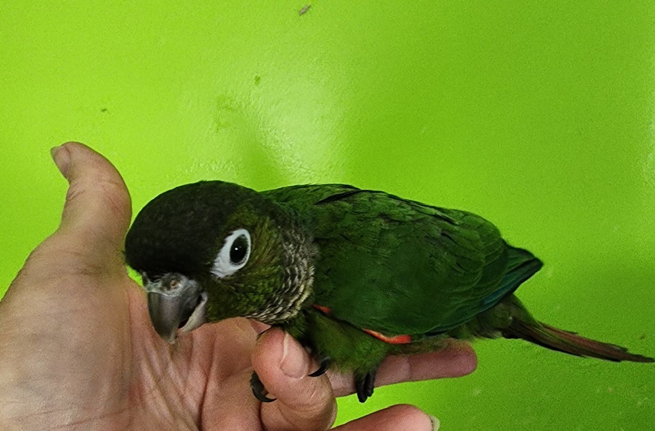 Black-cap Conure baby sitting on my finger.